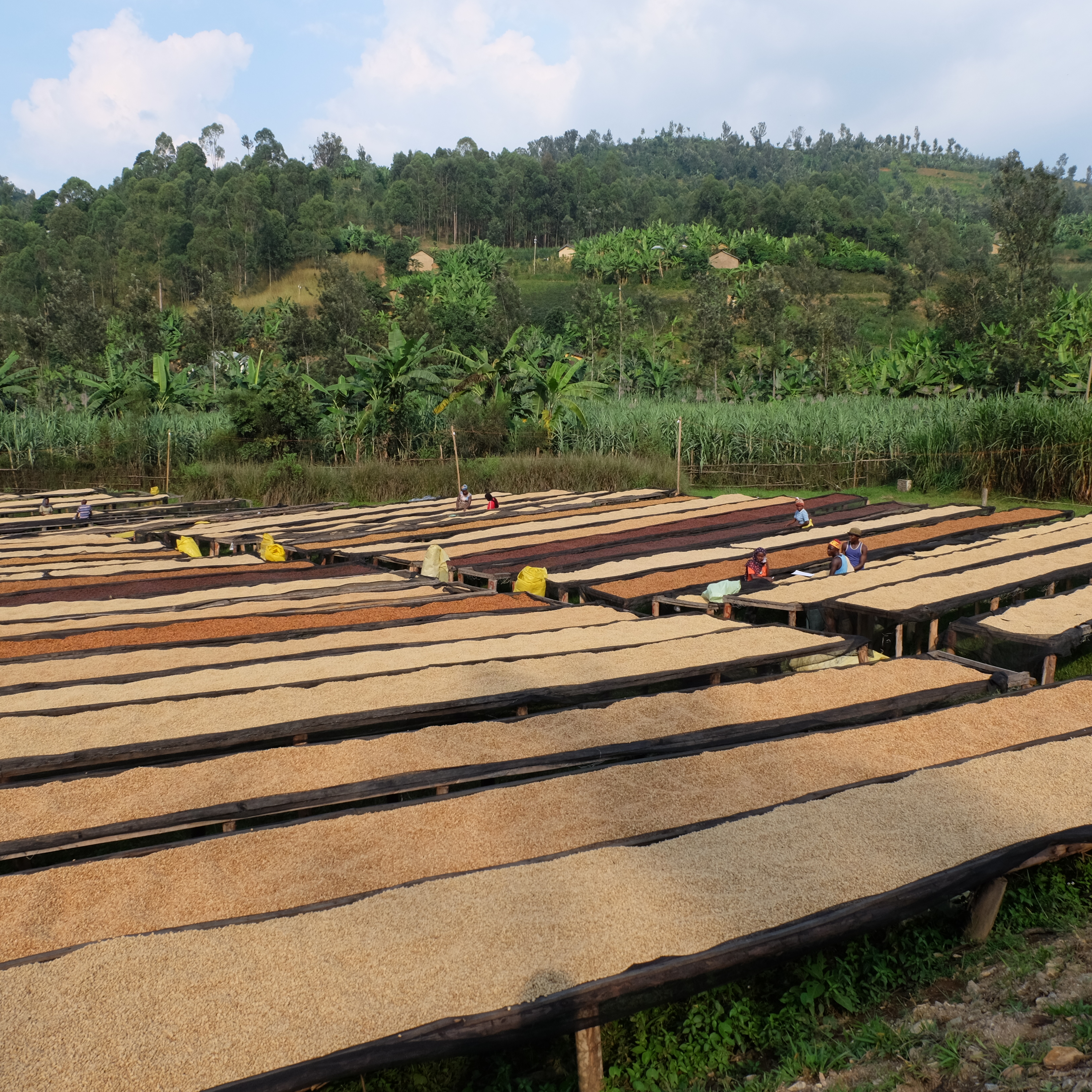 Rwanda Rugali A1 TOP Washed(24/25年クロップ) | ORIGIN COUNTRIES